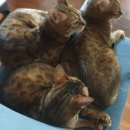 [일산/장례] 마지막 카토 고양이 장례식장 포포즈 일산점 후기
