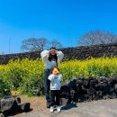 성읍민속남문상가-1 | 제주 성읍민속마을 유채꽃 실시간 현황 입장료 정보