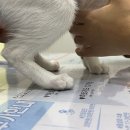 참사랑동물병원 이미지