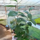 보경약국 이미지