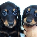 베르네집 이미지