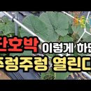 단호박재배1)) 👉순치기🎃특성 👉재배 방법👉20일 후 정말 주렁주렁 하다! 단호박재배2))에서 보실 수 있습니다. 5/29 좌 이미지