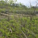 효심 태양광발전소 이미지