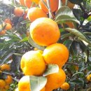 윤정 농장 이미지