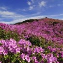 황매산식당 이미지