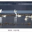 백조 이미지