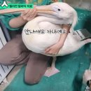 [뿌빠TV] 수의사한테 복수하는 펠리컨 카나 ㅋㅋㅋ 이미지