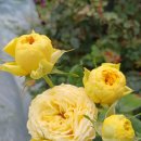 트렌드세터 이미지