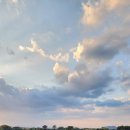 스테이 도채비꽃 이미지