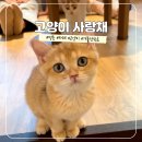 고양이사랑채 | 서울 명동 가볼만한곳 고양이 카페 고양이 사랑채 후기