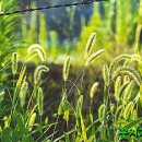 강아지풀 이미지