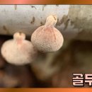 특이한 성장 과정을 갖고 있는 골무버섯 CUT (황태달 장PD 포고PD) 이미지