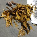 다시마 : 해초가 식물 성장을 자극하는 방법 Kelp: How sea weed stimulates plant growth 이미지