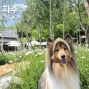 아기애견 | 서울근교 갈만한곳 파주 대형카페 필무드, 아기랑 애견동반 후기