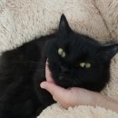 멍이냥이 이미지