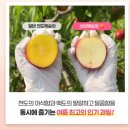 [돌쇠네 농산물] 신비 복숭아 (로얄과 후기)