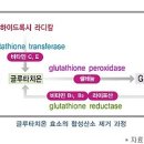 Glutathione (글루타치온) 이란?? 이미지