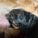 아마존애견사 이미지