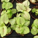 고니농장 이미지