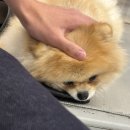 멍지트 이미지