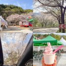 드라이브 | 춘천 벚꽃 축제 부귀리 벚꽃길 주차 정보 및 드라이브 후기