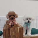 리츠펫 이시아폴리스점 이미지