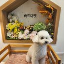 바르다펫 꿈의숲점 이미지