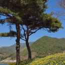 62 | 전남 구례 여행 가볼만한곳 수선화 명소 지리산치즈랜드 후기