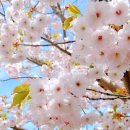 공근남로 산벚나무길 | 국내 겹벚꽃 명소 개화시기 서울 근교 포함 top7