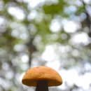 실버래빗 이미지