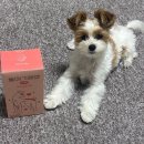 하도울 | 디어랩스 울애기쌩쌩 스틱 | 강아지영양제 강아지츄르처럼 잘 먹는 종합영양제 후기