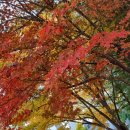 단풍세탁소 이미지