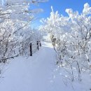 2월 13일 태백산 정기산행, 이미지