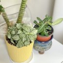 신창농장 | 천안근교 가볼만한곳 아산 세계꽃식물원 입장료 및 카페