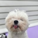 왈츠동물병원 이미지