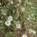 자세히 보아야 예쁘다 이미지