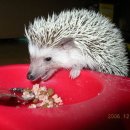 금계 농장 이미지