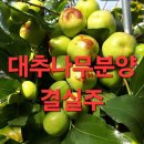 왕대추나무 결실주 이미지