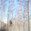 자작나무숲 이미지