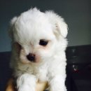 쁘띠멍멍 이미지