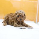 도그블랑 이미지