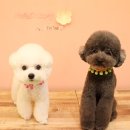 하이펫살롱 이미지