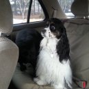 스타독스 이미지