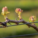 BUD 이미지