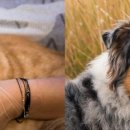 로얄동물병원 이미지