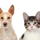 고양이랑 이미지