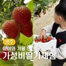 어하고개로 | 입장료 없는 진짜 가성비딸기체험, 아이도 어른도 만족한 재방문 후기 (내돈내산)