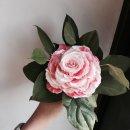 디스베리데이플라워스튜디오 이미지