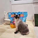 가정슈퍼 | 묘한생각 슈퍼카사바모래 리뷰 | 다묘가정 사막화 해결 고양이모래 추천