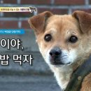 똘이 이미지